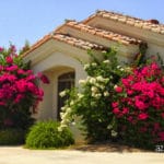 Bougainvillea on house