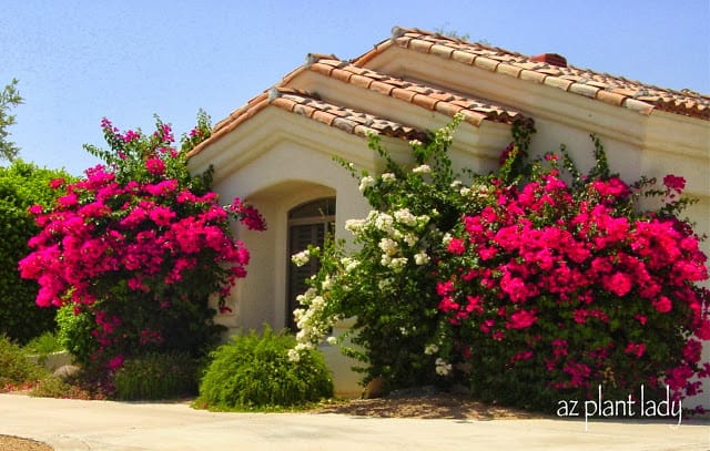 Bougainvillea on house