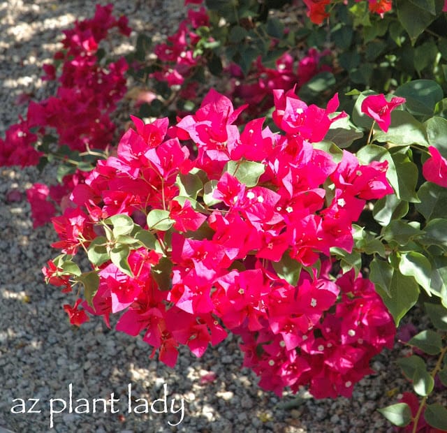 My bougainvillea growing in the back garden. I haven't seen any signs of caterpillar damage yet.