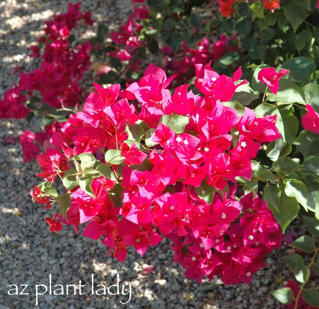 My bougainvillea growing in the back garden.  I haven't seen any signs of caterpillar damage yet.