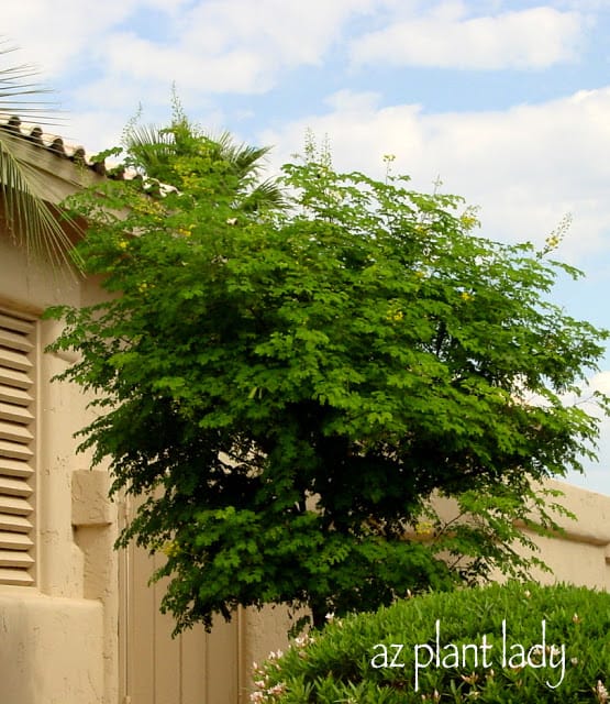 Yellow (Mexican) Bird-of-Paradise (Caesalpinia mexicana).