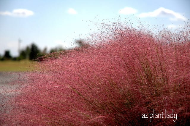 Fountain Grass