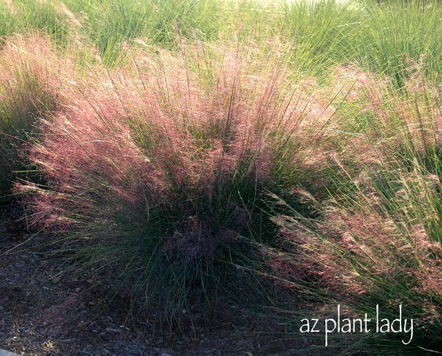 Fountain Grass