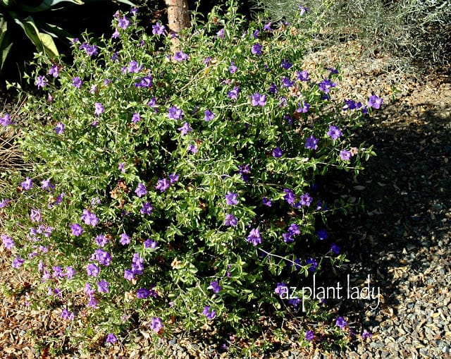 Desert Ruellia