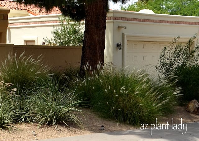 Fountain Grass