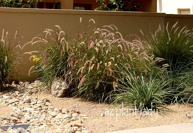 Purple Fountain Grass (Pennisetum setaceum 'Rubrum')