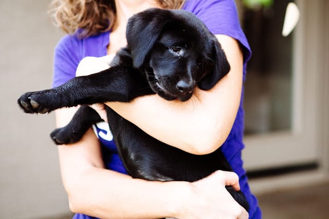 Black Labrador Retriever