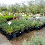 Nursery-selection-of-Leucophyllum