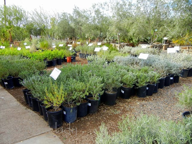 Nursery-selection-of-Leucophyllum