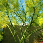 Palo Verde Tree