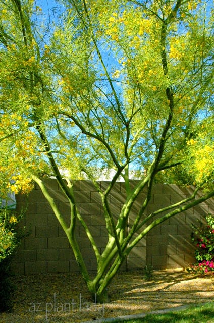 Desert Museum Palo Verde Tree