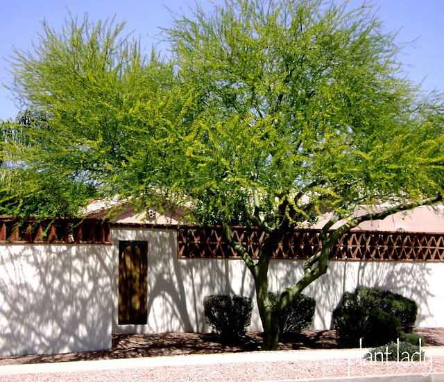 Palo Brea tree (Parkinsonia praecox)