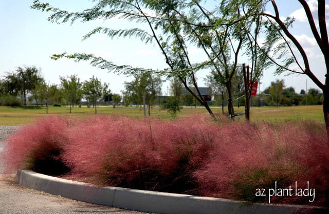 Fountain Grass