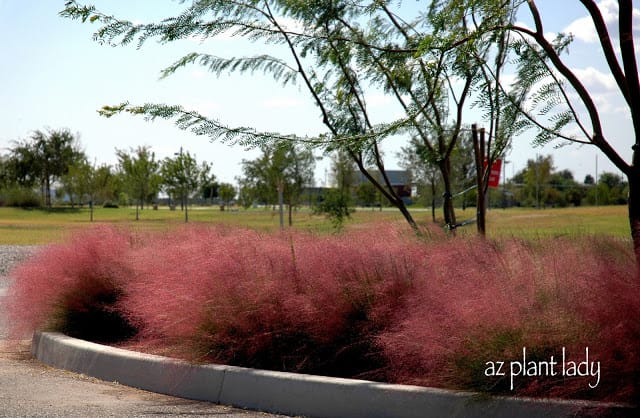 Gulf Muhly 'Regal Mist'