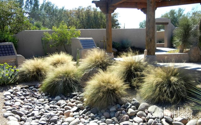 Fountain Grass