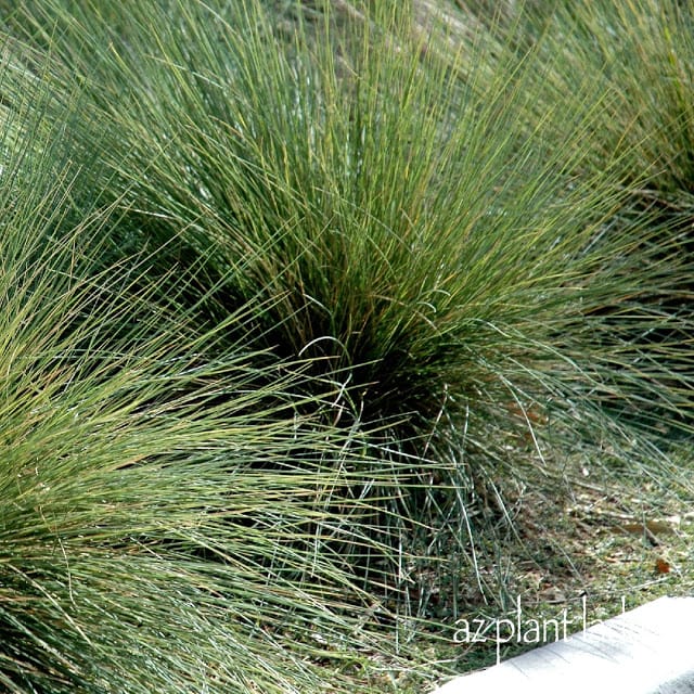 Fountain Grass