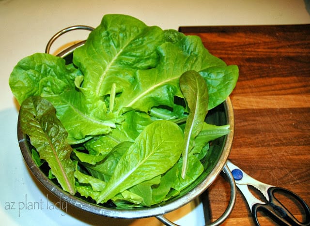 freshly-harvested-leaf-lettuce