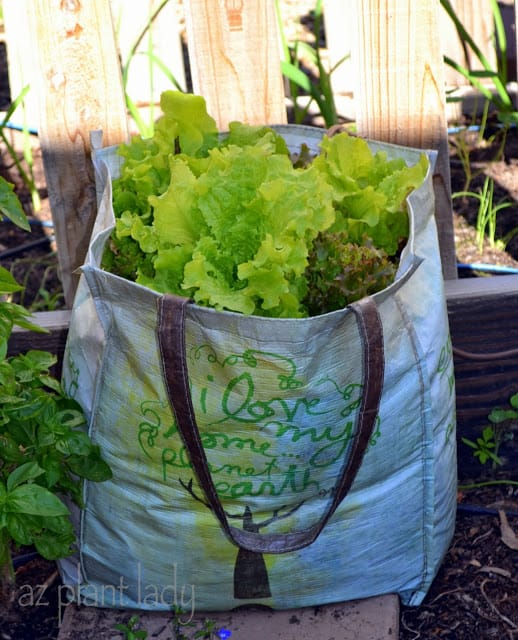 my fall vegetable garden