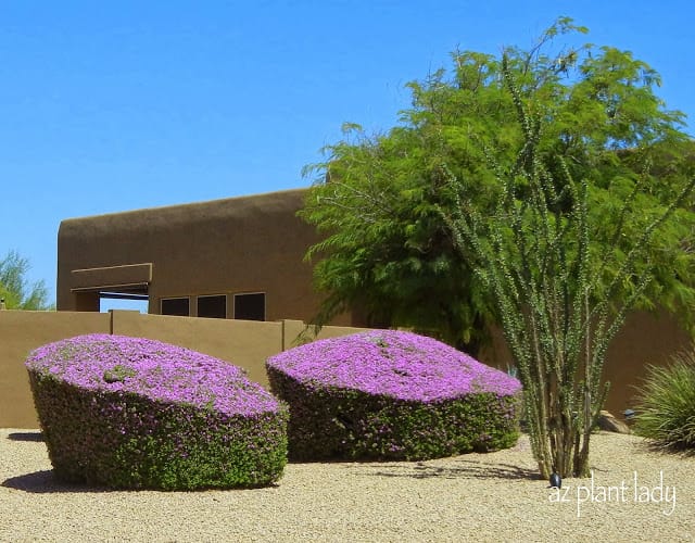 over-pruning flowering shrubs