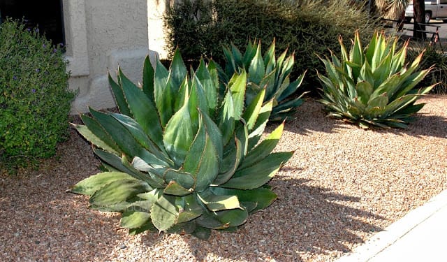 Agave bovicornuta