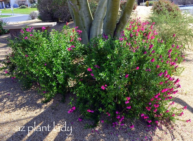 Pink Autumn Sage (Salvia greggii 'Pink'), blooms fall, winter and spring and prefers partial shade