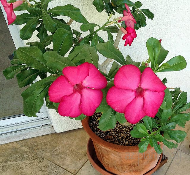 I love this Adenium that a client of mine had.  This plant is native to Africa, but she obtained this plant from a nursery in Tucson.  I think I may have to get one for my patio