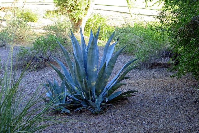 Agave americana