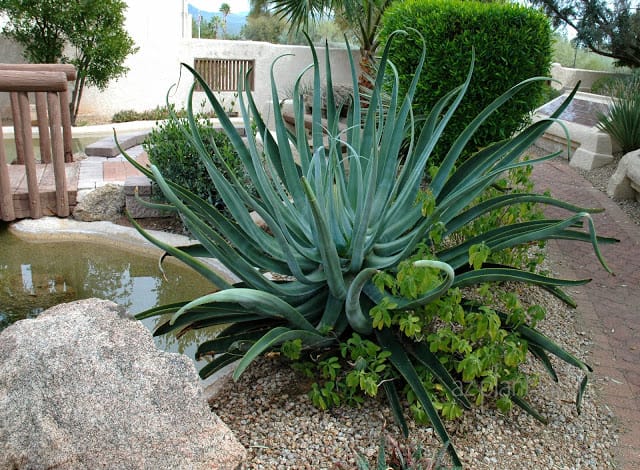 'Octopus Agave' 