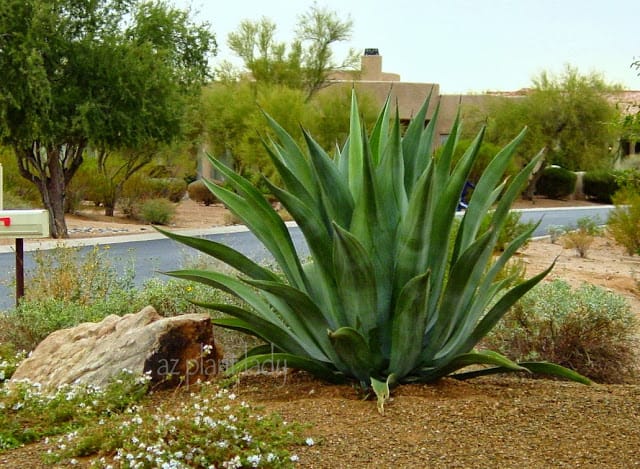 Weber's Agave (Agave weberi)