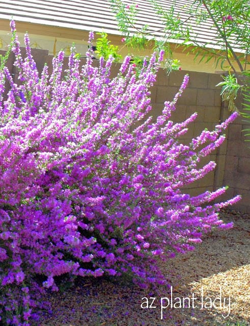 'Rio Bravo' sage (Leucophyllum langmaniae 'Rio Bravo')