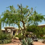 Red Yucca Archives - Desert Gardening 101