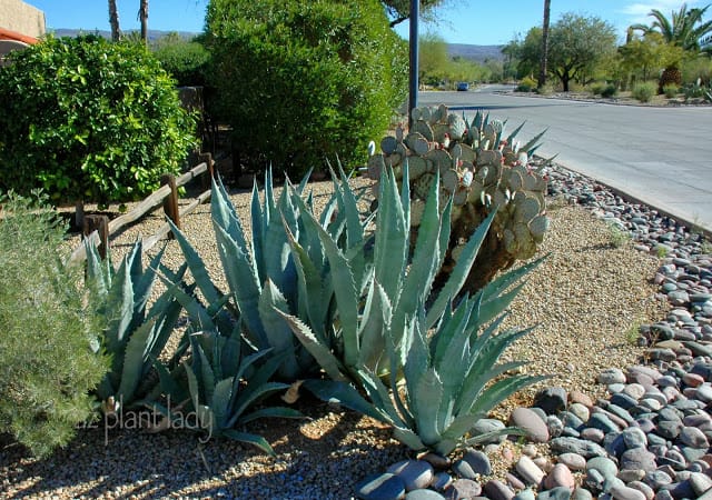 prickly agave
