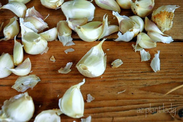 garlic 