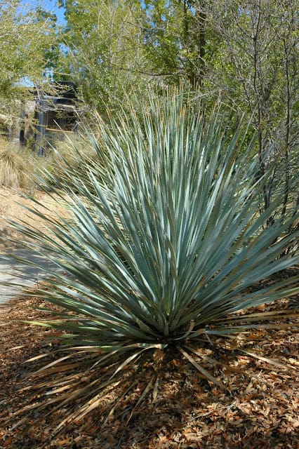 'Scary' Pruning Practices