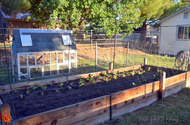 October Garden