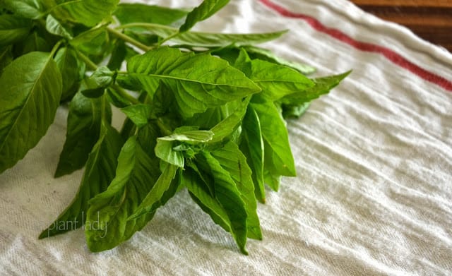 Create Natural Air Fresheners from basil