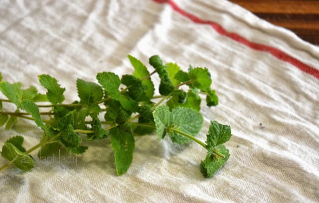 Create Natural Air Fresheners from mint