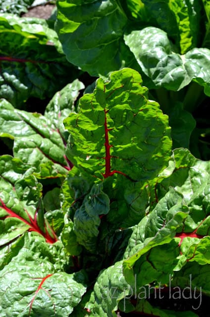 Swiss chard