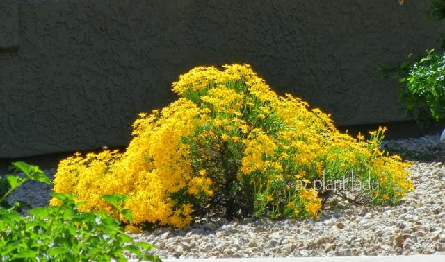 Damianita (Chrysactinia mexicana), blooms in spring and fall