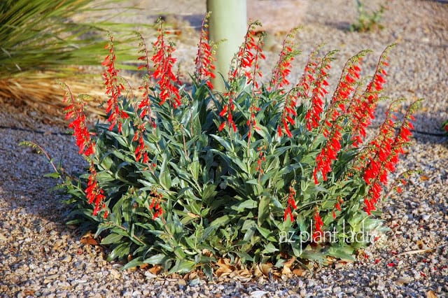 Firecracker Penstemon (Penstemon eatoni), blooms in late winter and into spring in my zone 9a garden.