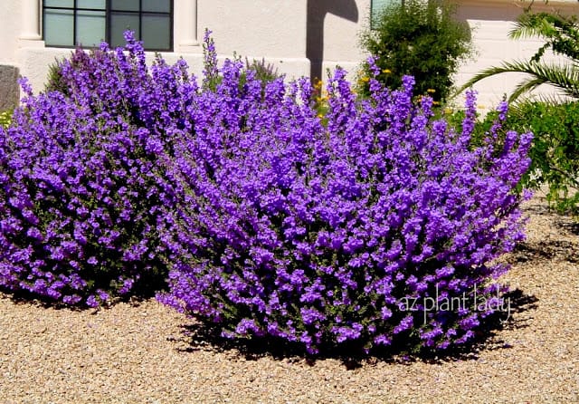 over-pruning flowering shrubs