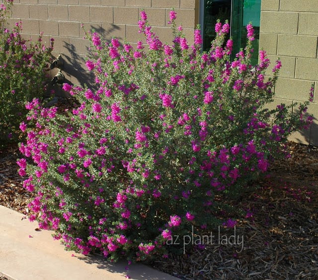 over-pruning flowering shrubs