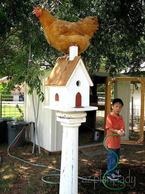 Birdhouse