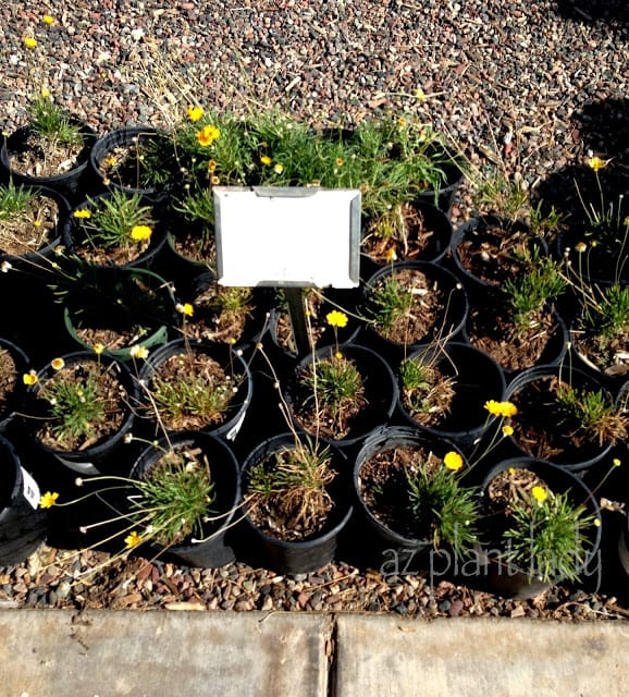 Angelita Daisy in the nursery