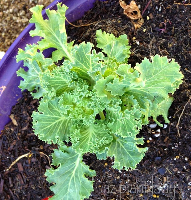 My edible gardens