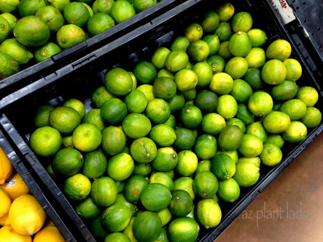 Limes 