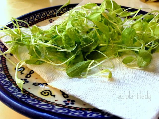 Lettuce seedlings that were thinned