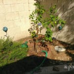 young citrus tree