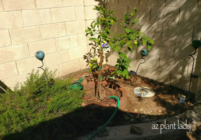 young citrus tree