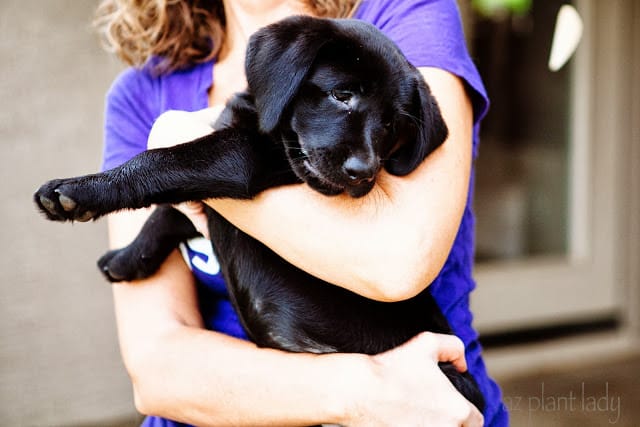 The newest addition to our family, Penny is continuing to learn what is okay to chew and what is NOT okay to chew on